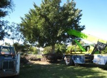 Kwikfynd Tree Management Services
kelsotas
