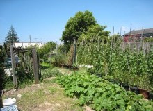 Kwikfynd Vegetable Gardens
kelsotas